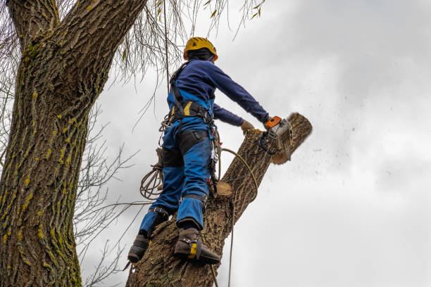 Trusted Selma, AL Tree Services Experts